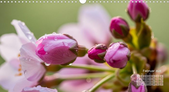 2026年2月の開花に向けて膨らむ河津桜のつぼみのアップ